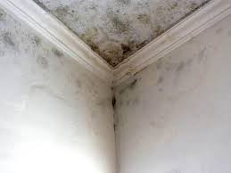 Best Commercial Mold Inspection  in Fountain Inn, SC