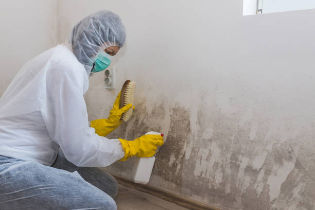 Best Water Damage & Mold Remediation  in Fountain Inn, SC