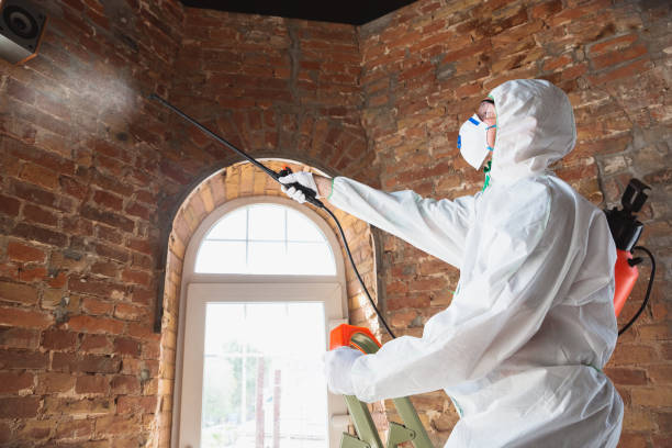 Best Mold Damage Restoration  in Fountain Inn, SC